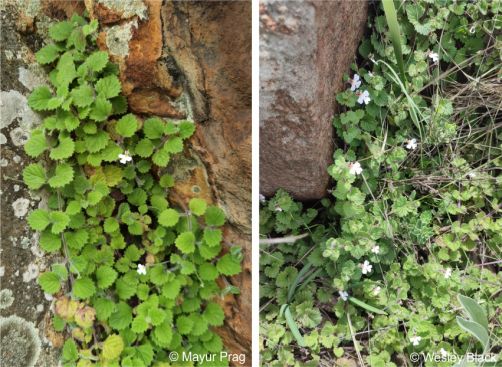 Diclis reptans in habitat growing among rocks Diclis reptans in habitat growing among rocks