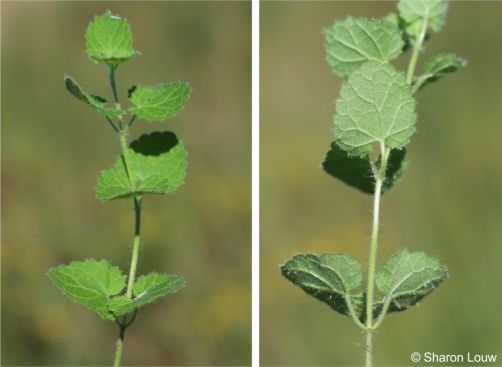 Leaves and stem of Diclis reptans Leaves and stem of Diclis reptans
