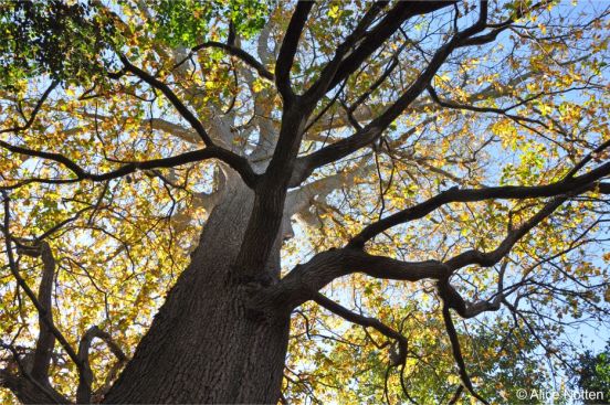Quercus robur in autumn showing trunk and bark