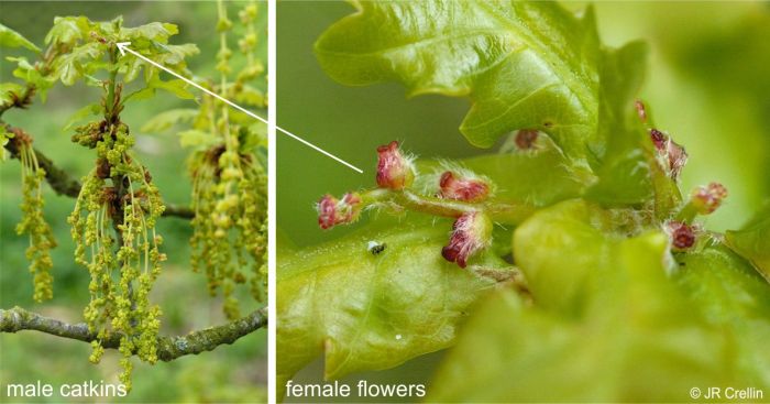 Flowers of Quercus robur 