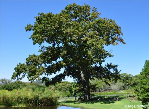Quercus robur in summer