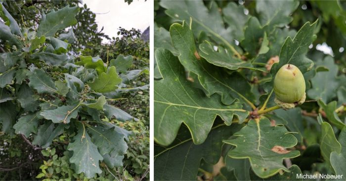 Leaves and acorn of Quercus robur