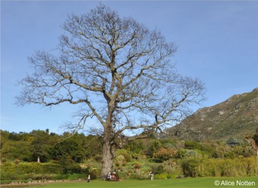 Quercus robur in winter