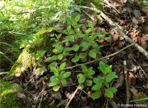 Peperomia leptostachya in habitat