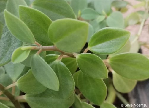 Leaves of Peperomia leptostachya