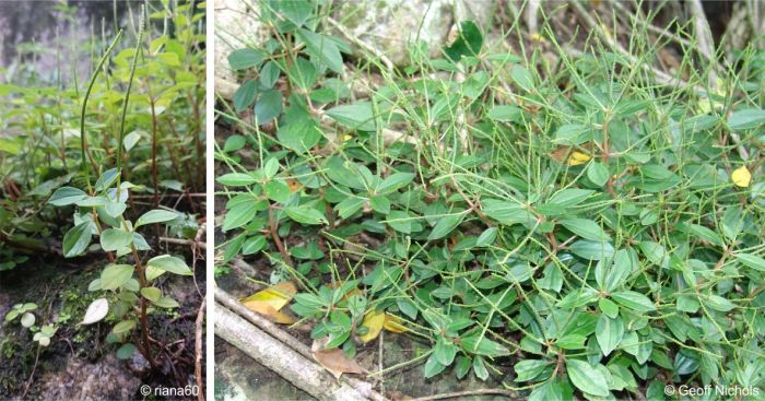 Peperomia leptostachya in flower in habitat LEFT and in cultivation RIGHT