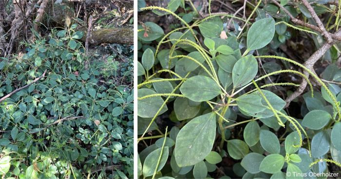 Peperomia leptostachya in flower in habitat forming a ground cover