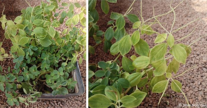 Peperomia leptostachya in cultivation in the nursery