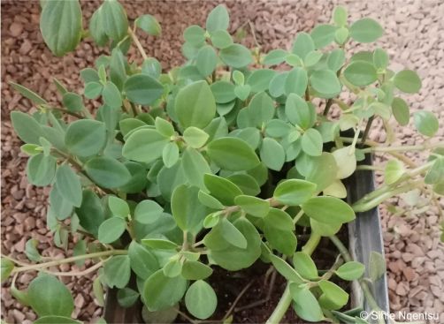 Peperomia leptostachya in a container