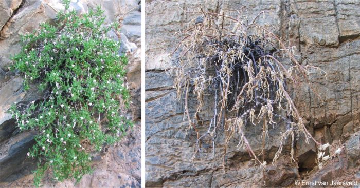 LEFT in winter growing season RIGHT in summer dry season