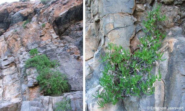 Growing on sheer dolomite cliffs in the Hunsberg