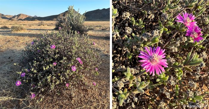 In flower in the Richtersveld in autumn