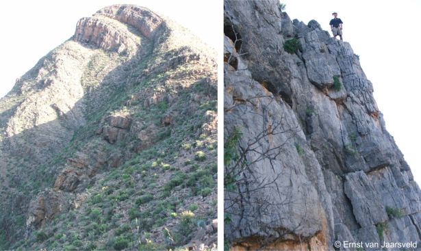 Cliff habitat of Drosanthemum inornatum 