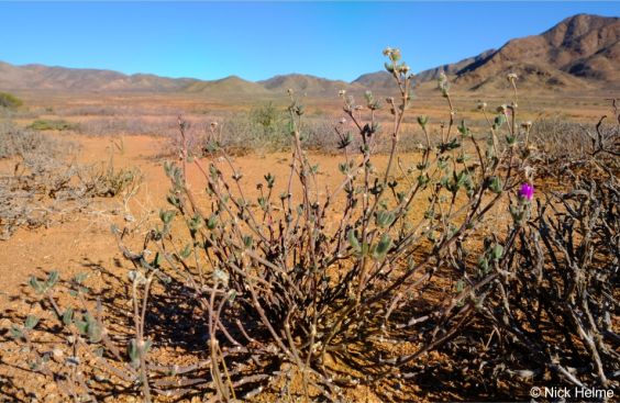 In the Richtersveld in spring