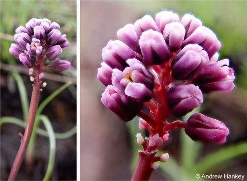 Inflorescence and flowers of Drimiopsis attwoodii 