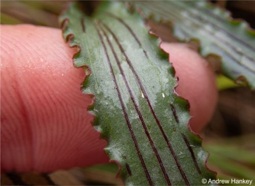 Leaf of Drimiopsis attwoodii 