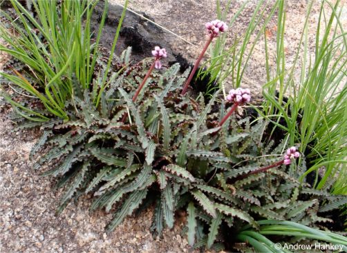 Drimiopsis attwoodii growing in a crevice in habitat