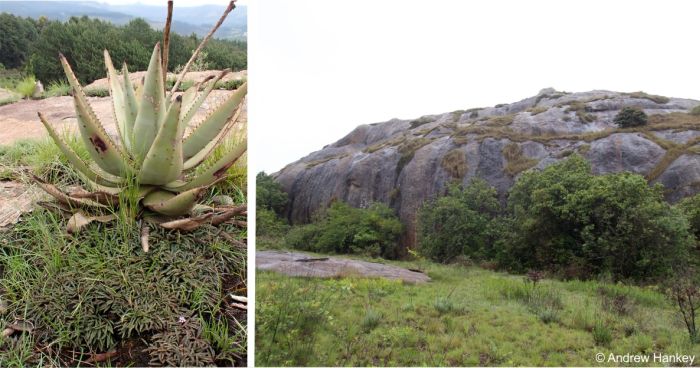 Habitat of Drimiopsis attwoodii 