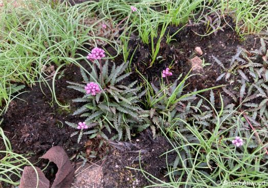 Drimiopsis attwoodii in flower in habitat