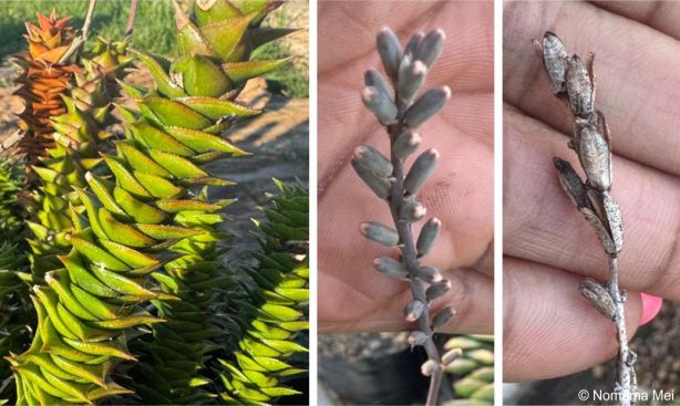 Leaves and fruiting capsules Leaves and fruiting capsules