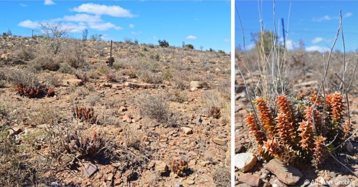 Astroloba foliolosa in habitat Astroloba foliolosa in habitat