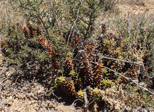 Astroloba foliolosa with a nurse plant in habitat Astroloba foliolosa with a nurse plant