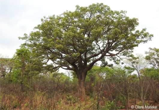 Schinziophyton rautanenii Schinziophyton rautanenii