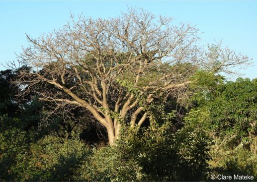 Schinziophyton rautanenii tree in fruit Schinziophyton rautanenii tree in fruit