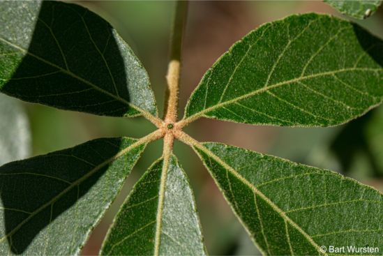 Palmate leaves Palmate leaves