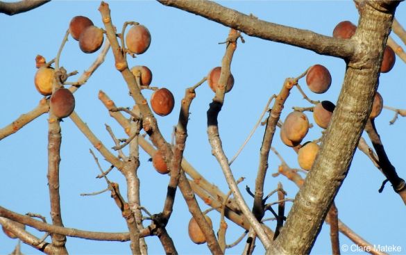 Schinziophyton rautanenii in fruit Schinziophyton rautanenii in fruit