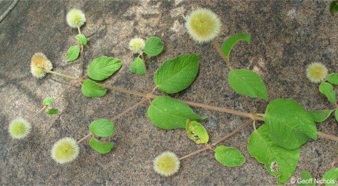 Stem with leaves and flowerheads