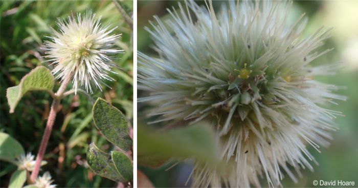 A flowerhead and a close-up showing a flower
