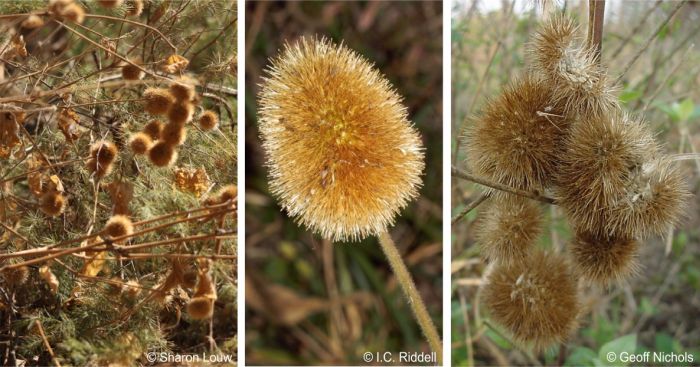 Mature fruits