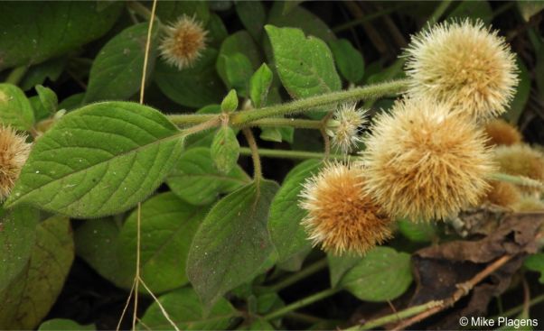 Leaf and hairy stem