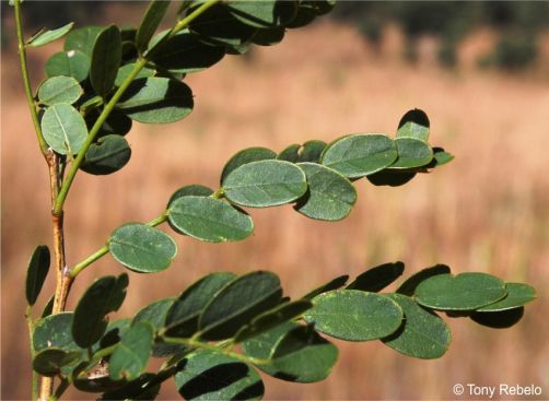 Calpurnia reflexa leaf
