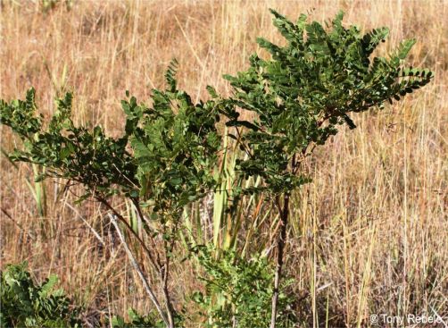 Calpurnia reflexa plant