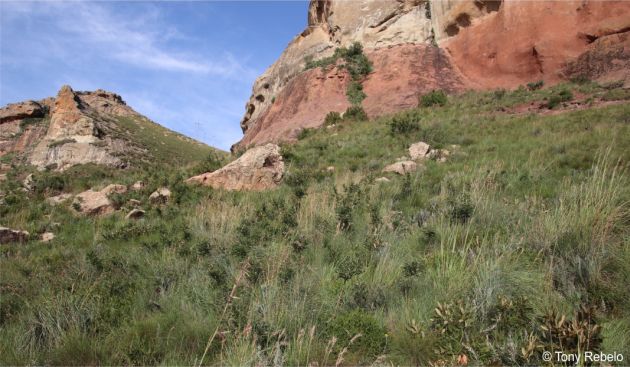 Calpurnia reflexa in habitat, Golden Gate National Park