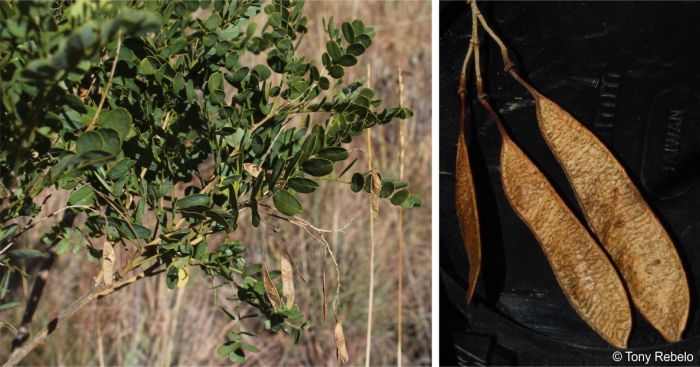 Calpurnia reflexa in fruit