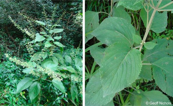 A plant in flower and a close-up of the leaves and stem