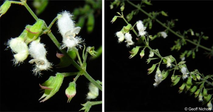 Inflorescence and close-up of the flowers