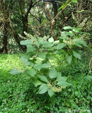 Coleus gibbosus in flower in habitat