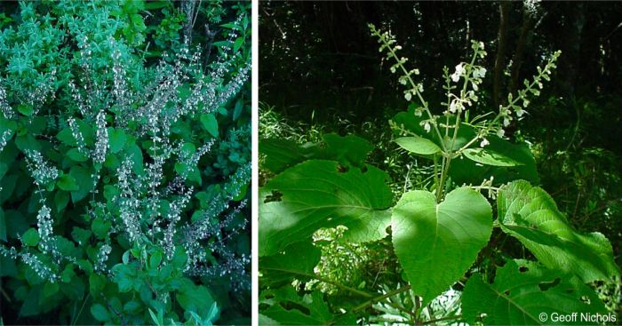 Coleus gibbosus plants in flower