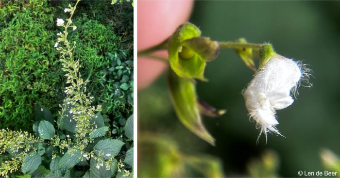 Inflorescence and a close-up of a flower