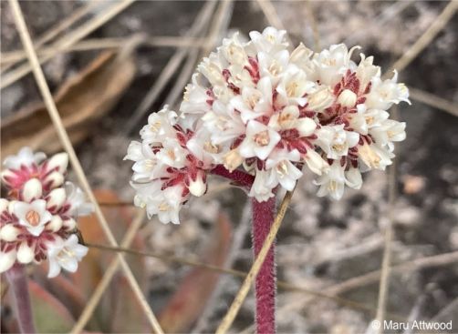 Crassula swaziensis inflorescence and flowers Crassula swaziensis inflorescence and flowers
