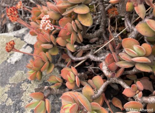 Leaves turn red when stressed Leaves turn red when stressed