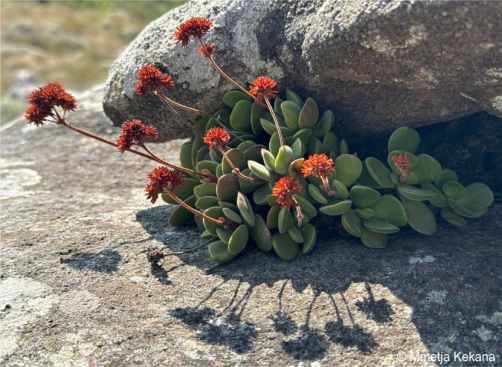 Growing between rocks with dried flowerheads Growing between rocks with dried flowerheads