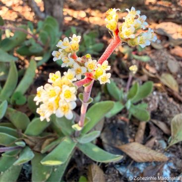 Crassula swaziensis in the garden Crassula swaziensis in the garden