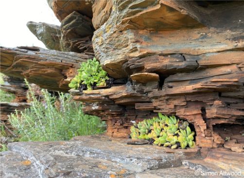 Crassula swaziensis growing on rocks Crassula swaziensis growing on rocks