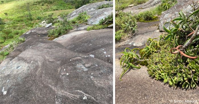 Crassula swaziensis forming mats on rock slab Crassula swaziensis forming mats on rock slab