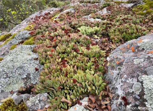 Crassula swaziensis is mat-forming Crassula swaziensis is mat-forming